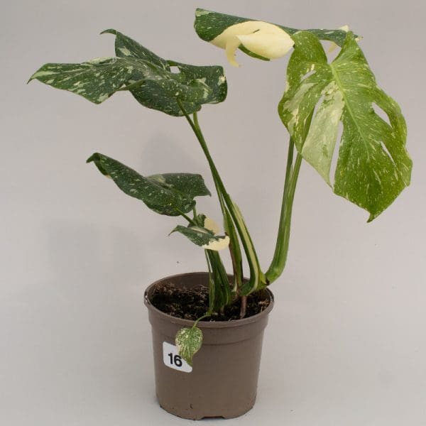Monstera Thai Constellation 16