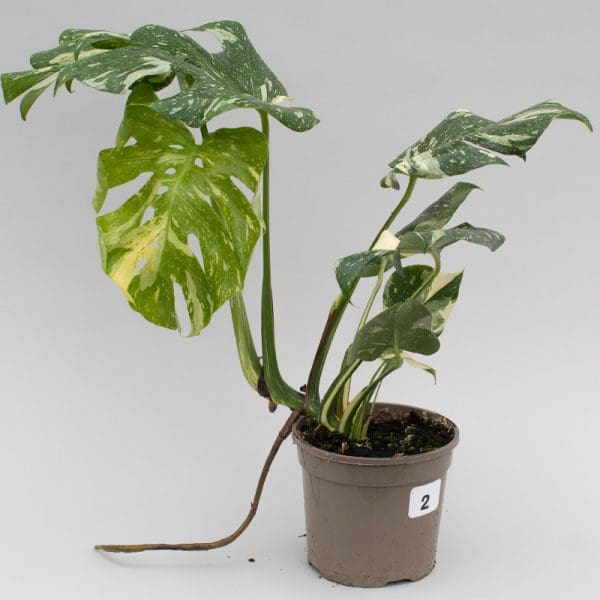 Monstera Thai Constellation 2