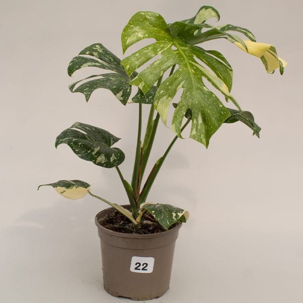 Monstera Thai Constellation 22