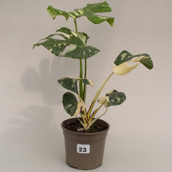Monstera Thai Constellation 23