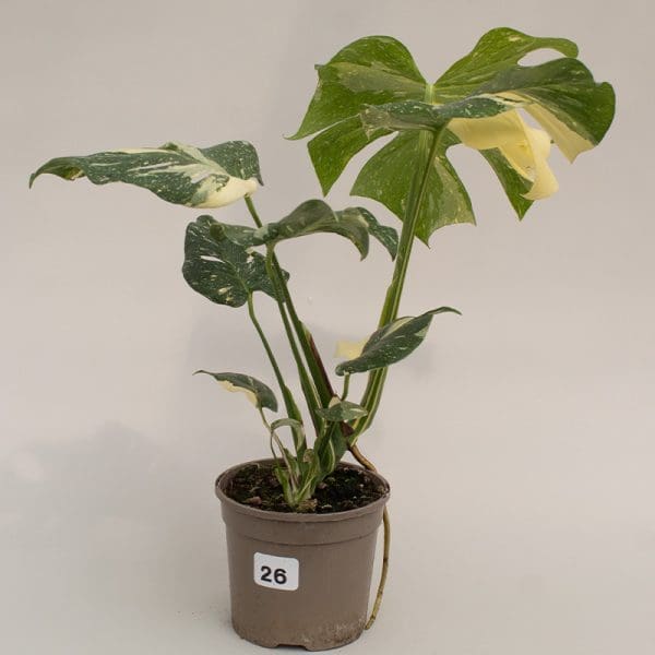 Monstera Thai Constellation 26