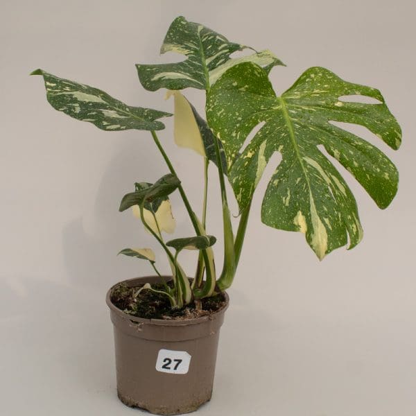 Monstera Thai Constellation 27
