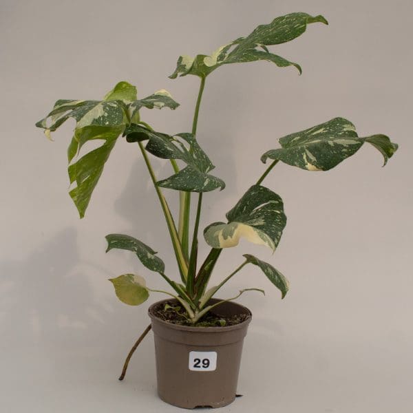 Monstera Thai Constellation 29