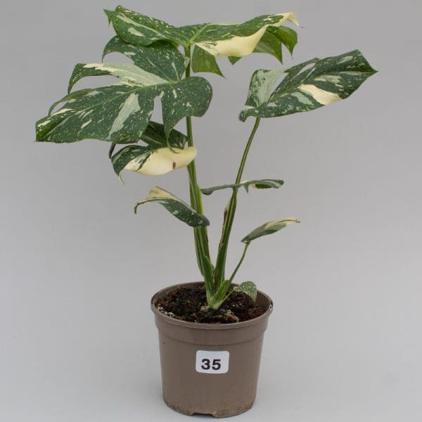 Monstera Thai Constellation 35