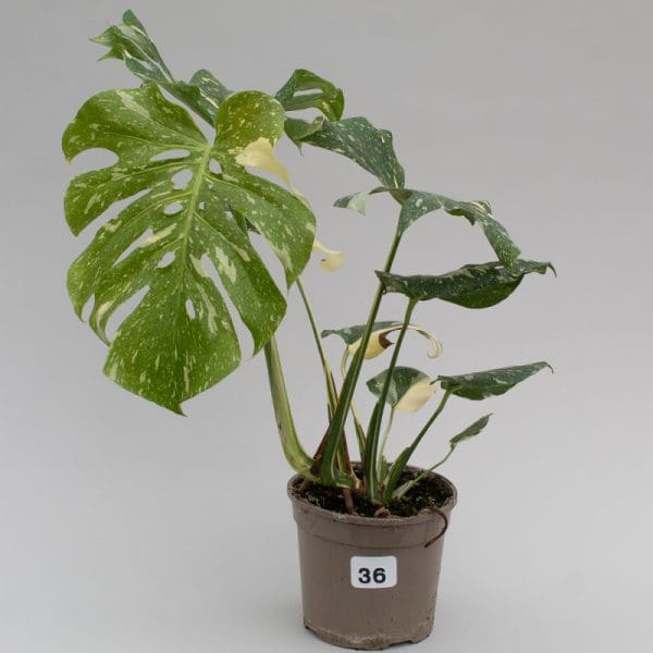 Monstera Thai Constellation 36