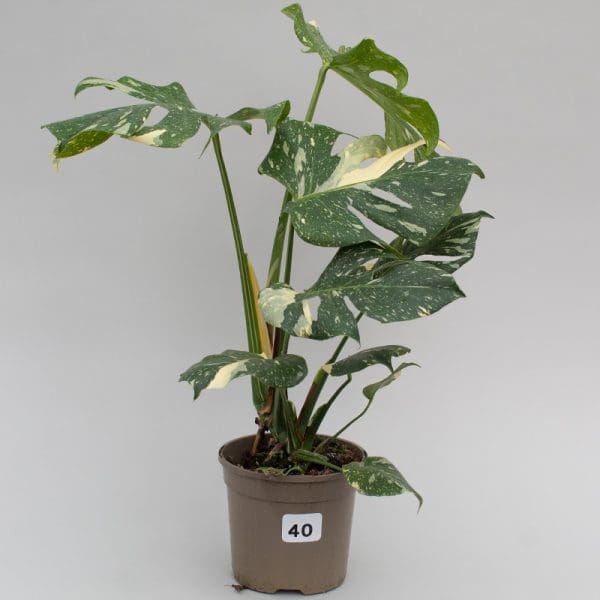 Monstera Thai Constellation 40