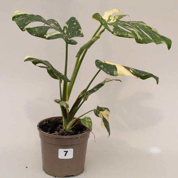 Monstera Thai Constellation 7