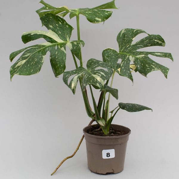 Monstera Thai Constellation 8