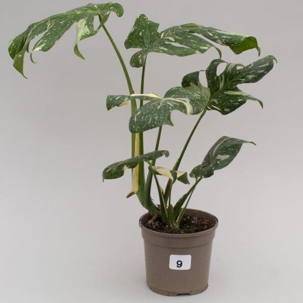 Monstera Thai Constellation 9