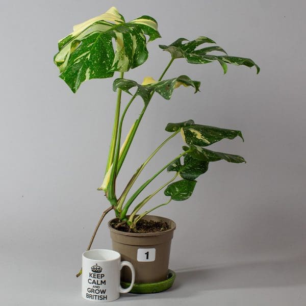 Monstera Thai Constellation 1