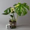 Variegated Swiss Cheese Plant | Monstera Thai Constellation 15cm pot - Image 2