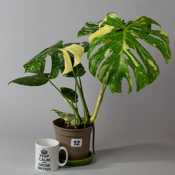 Monstera Thai Constellation 12