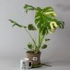 Variegated Swiss Cheese Plant | Monstera Thai Constellation 15cm pot - Image 3