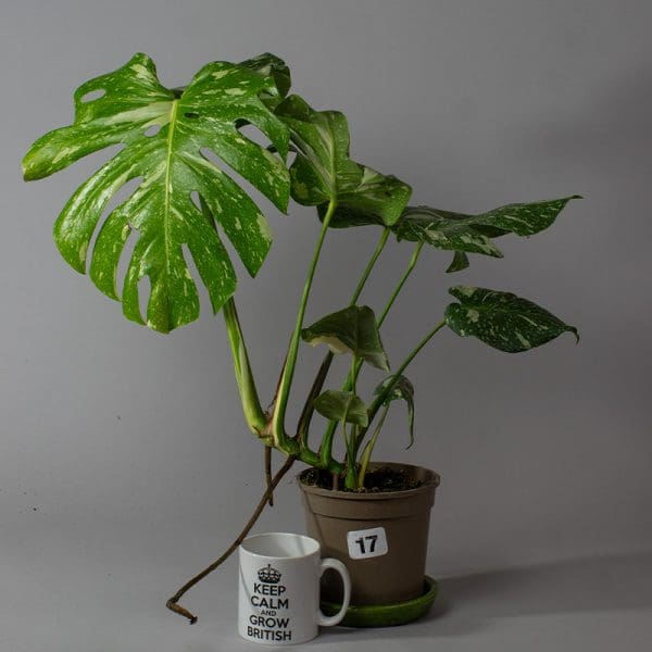 Monstera Thai Constellation 17