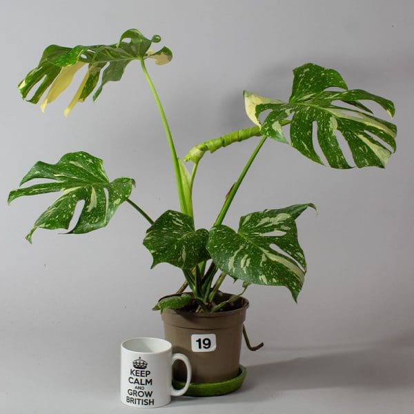 Monstera Thai Constellation 19