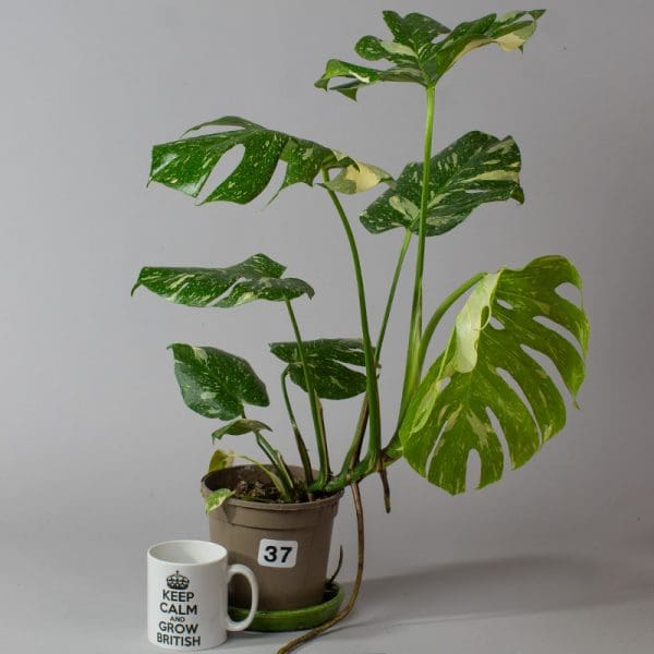 Monstera Thai Constellation 37