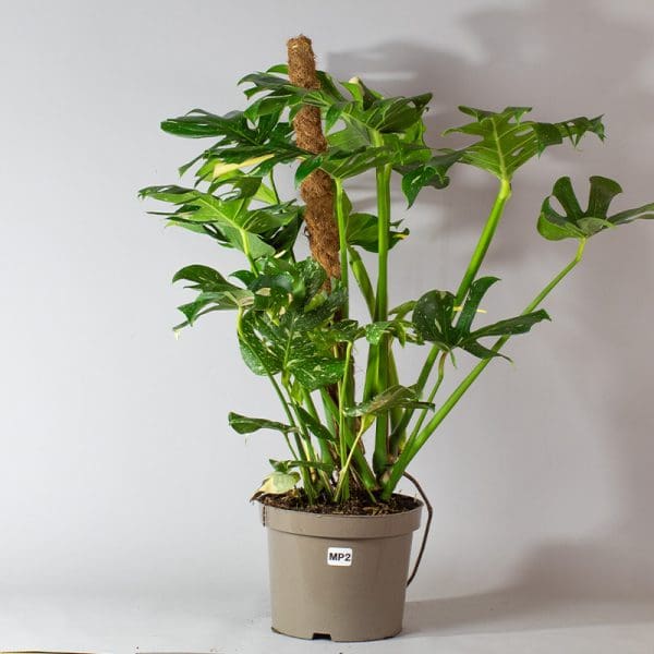 Monstera Thai Constellation Mosspole 2