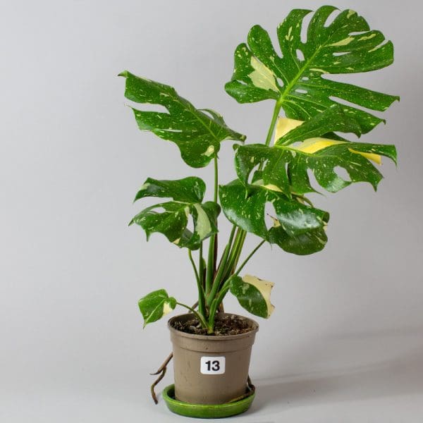 Monstera Thai Constellation 13