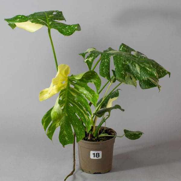 Monstera Thai Constellation 18
