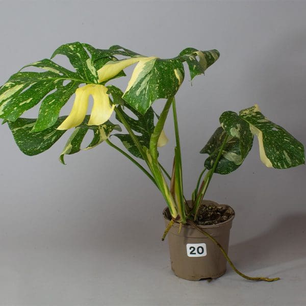 Monstera Thai Constellation 20