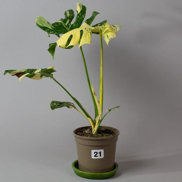 Monstera Thai Constellation 21