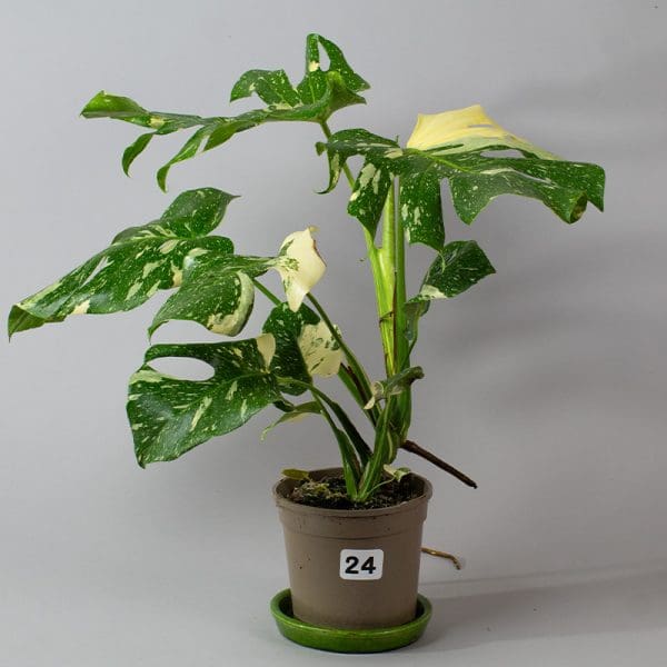 Monstera Thai Constellation 24