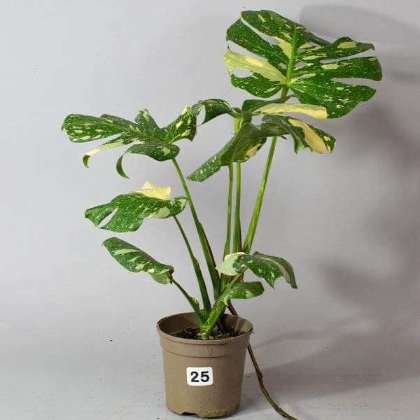 Monstera Thai Constellation 25