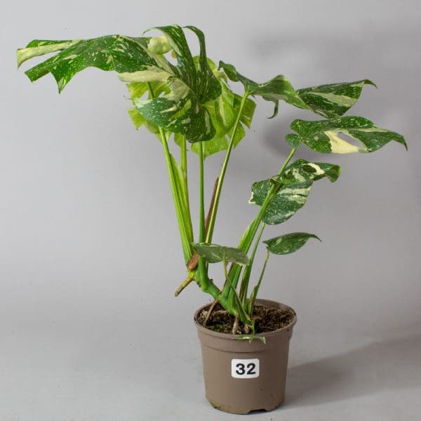Monstera Thai Constellation 32