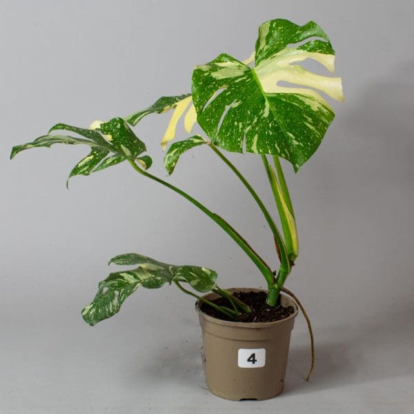 Monstera Thai Constellation 4