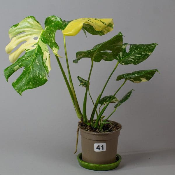 Monstera Thai Constellation 41
