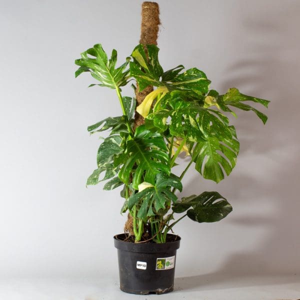 Monstera Thai Constellation Mosspole 10