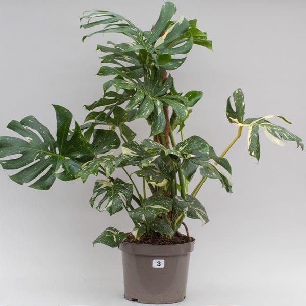 Monstera Thai Constellation Mosspole 3