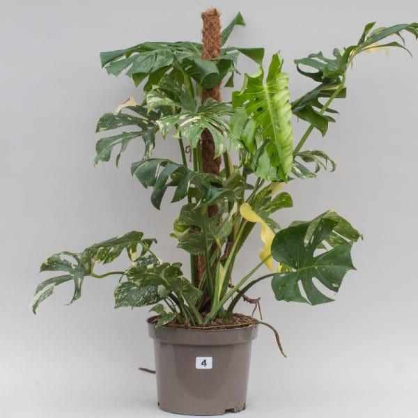 Monstera Thai Constellation Mosspole 4