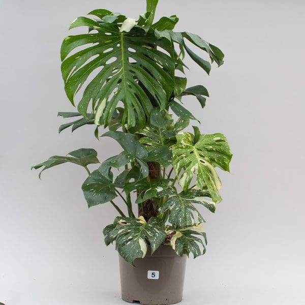 Monstera Thai Constellation Mosspole 5