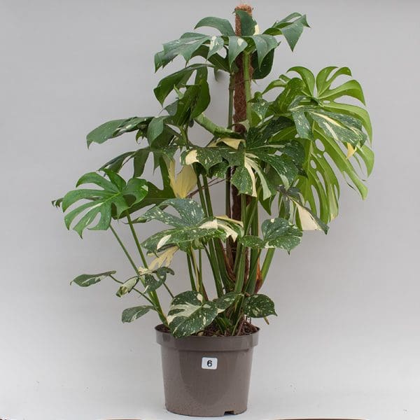 Monstera Thai Constellation Mosspole 6