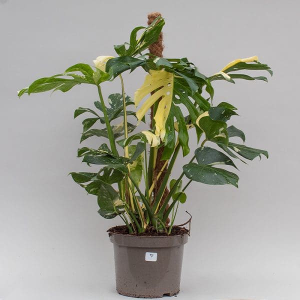 Monstera Thai Constellation Mosspole 7