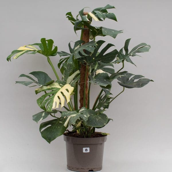 Monstera Thai Constellation Mosspole 8