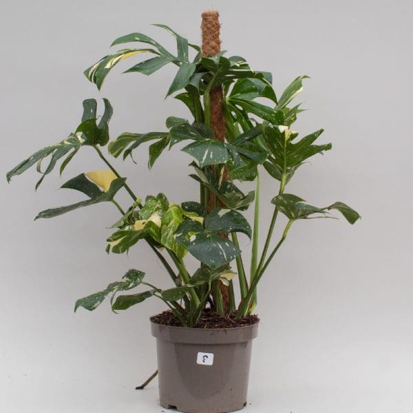 Monstera Thai Constellation Mosspole 9