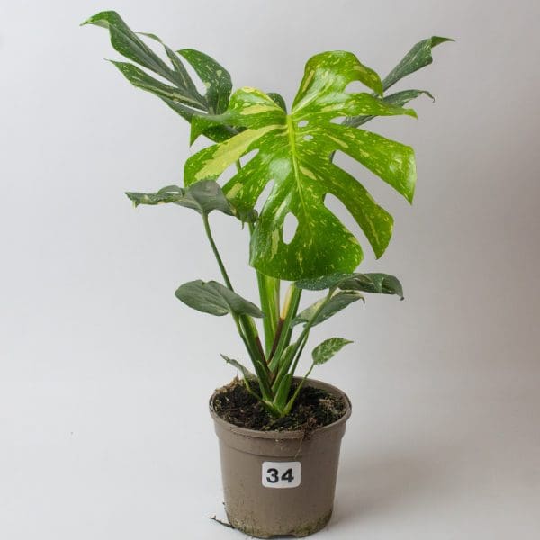 Monstera Thai Constellation 34