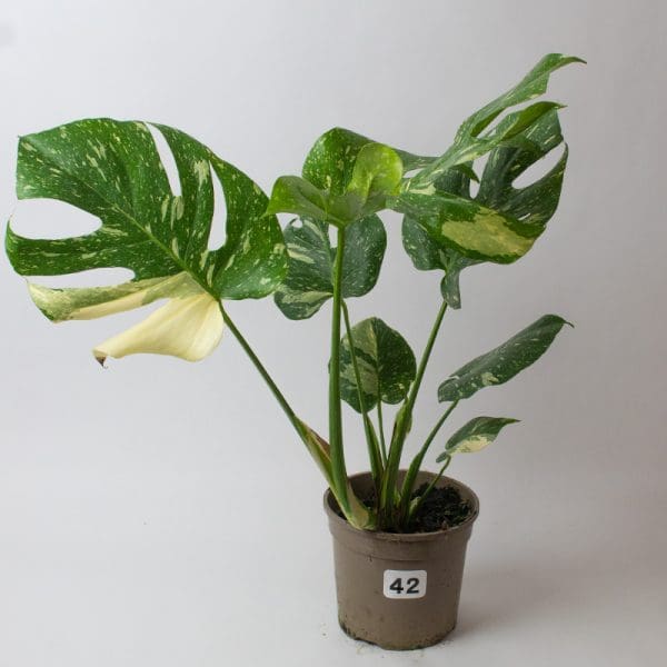 Monstera Thai Constellation 42