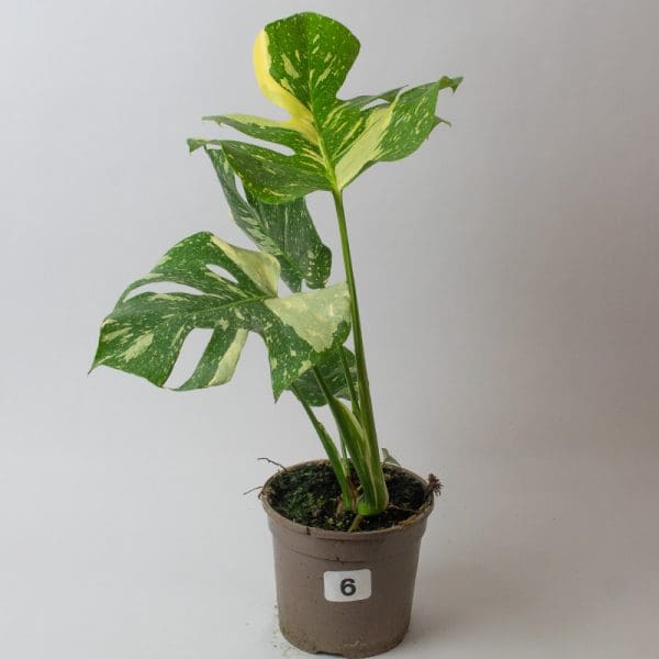 Monstera Thai Constellation 6