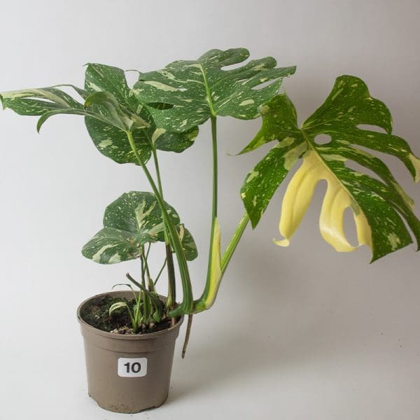 Monstera Thai Constellation 10