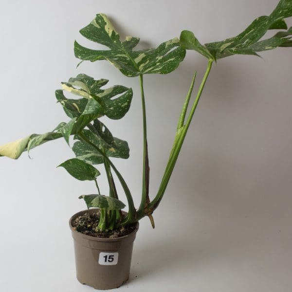 Monstera Thai Constellation 15