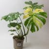 Variegated Swiss Cheese Plant | Monstera Thai Constellation 15cm pot