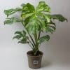 Variegated Swiss Cheese Plant | Monstera Thai Constellation 15cm pot - Image 4