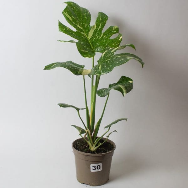 Monstera Thai Constellation 30