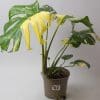 Variegated Swiss Cheese Plant | Monstera Thai Constellation 15cm pot - Image 5