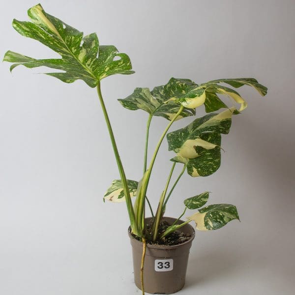 Monstera Thai Constellation 33