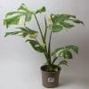 Variegated Swiss Cheese Plant | Monstera Thai Constellation 15cm pot - Image 6
