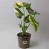 Variegated Swiss Cheese Plant | Monstera Thai Constellation 15cm pot - Image 7